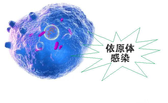 怎么不知不覺就感染了沙眼依原體呢？
